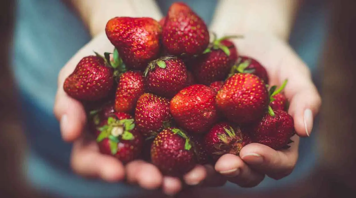 Weltleitmesse für Bio-Lebensmittel